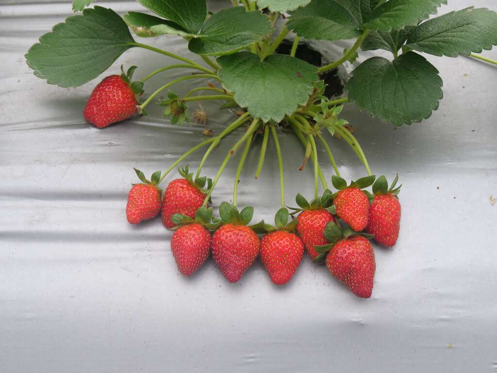 內湖草莓農友生產的新鮮草莓。