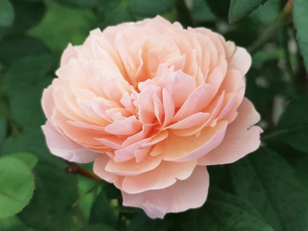 玫瑰花换图