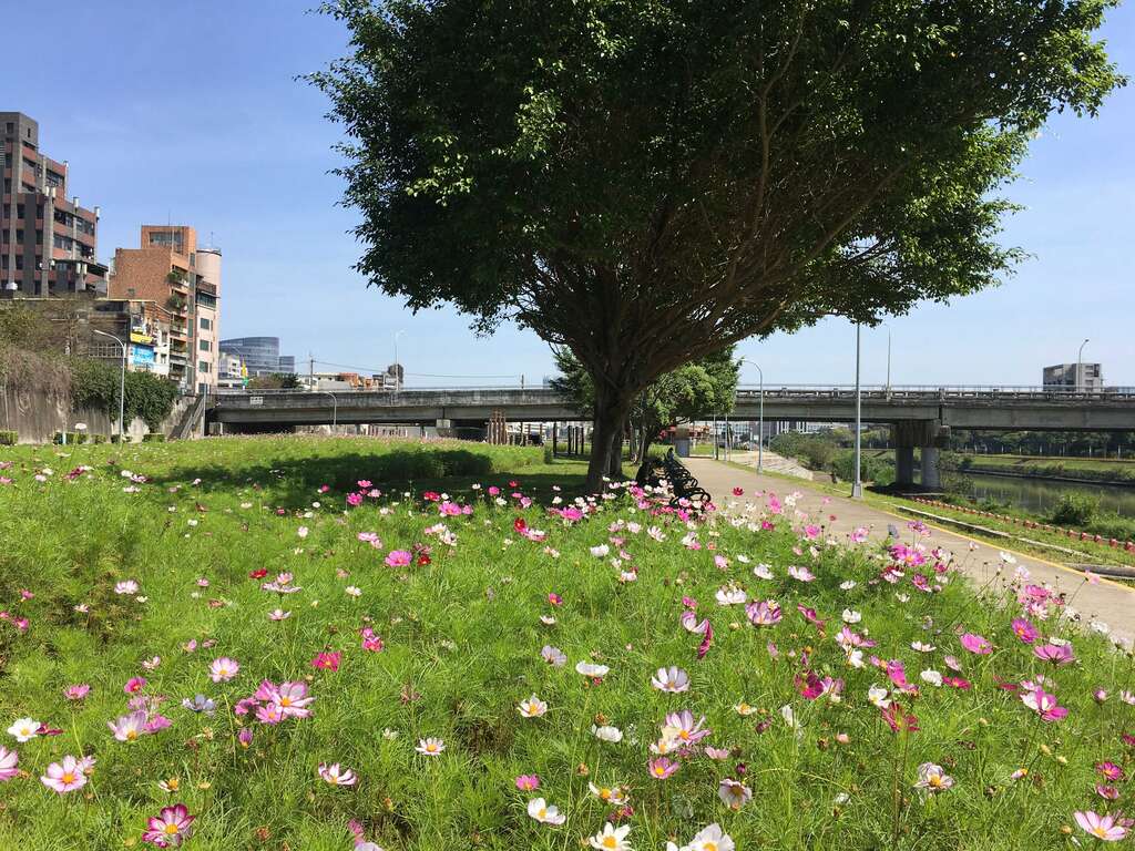 成美右岸河滨公园大波斯花海位於内湖成美右岸河滨公园成美桥下方