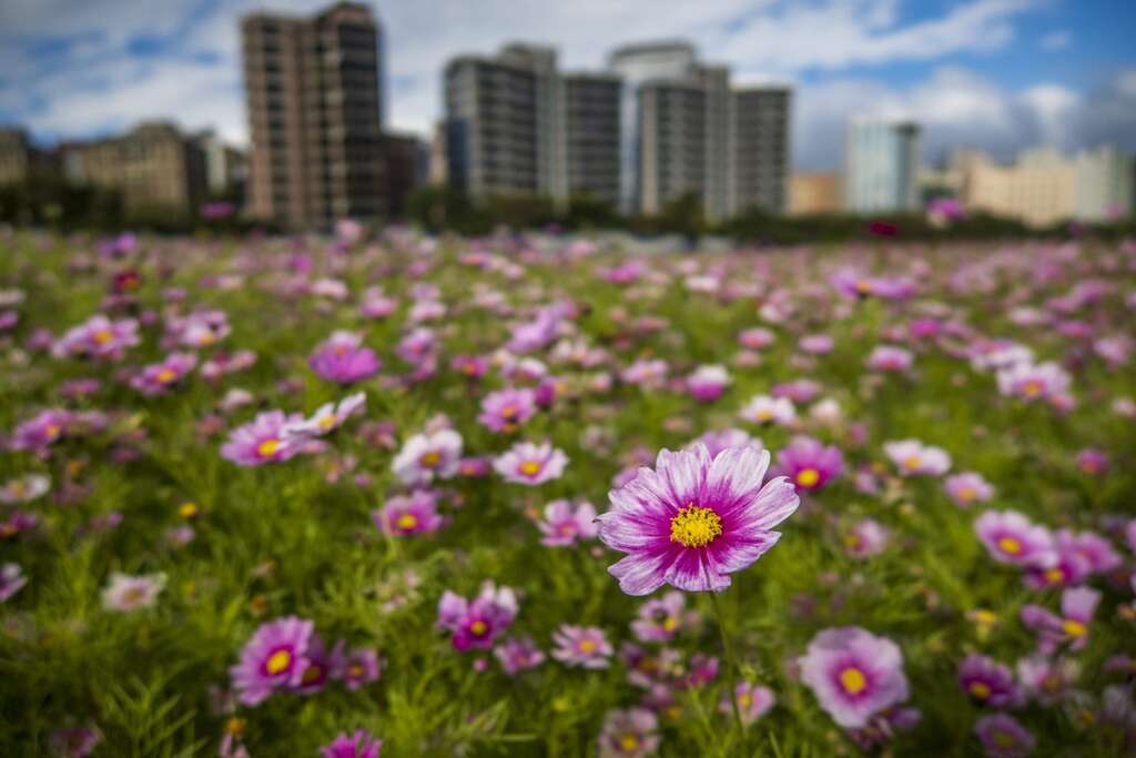 美堤河滨公园花海唯美盛开