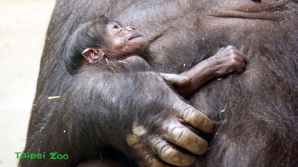 金剛猩猩「寶寶」第一次繁殖成功，帶有他珍貴基因的小孩，對於金剛猩猩域外族群遺傳多樣性的提升，具有重大的意義