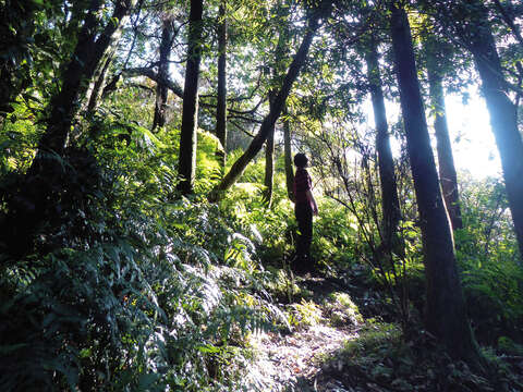 With sunlight shining through the Black Forest in Zhuzihu, it’s a great place for shooting a shot of Yangmingshan.