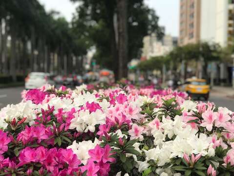 Mùa hoa đỗ quyên Đài Bắc 2021