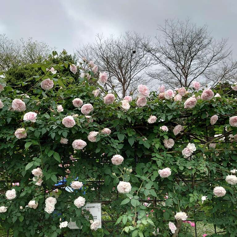 莫梅森的紀念品--植株橫張、強健、多花、強香的茶玫瑰品種。
