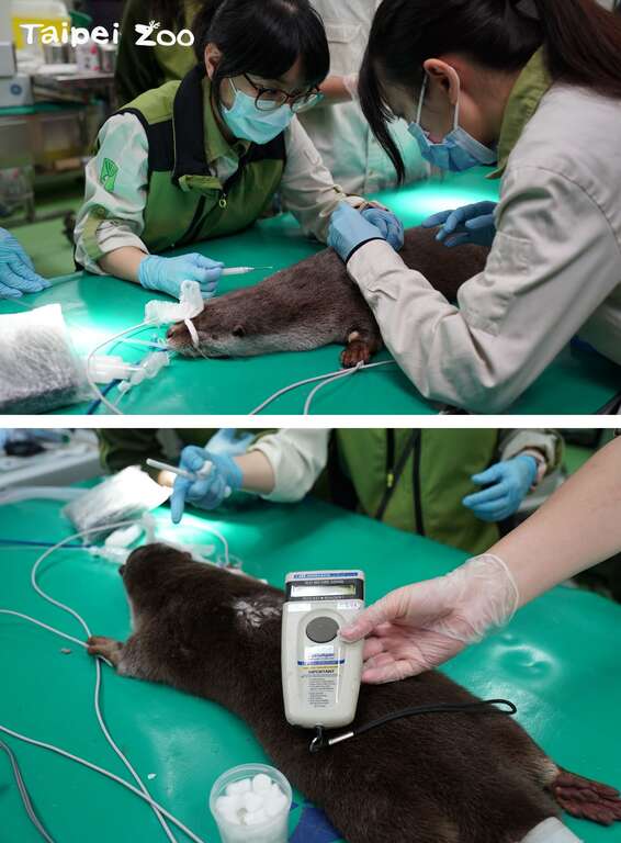 近期动物园兽医师为「莎夏」进行首次全身健康检查，同时施打晶片与疫苗