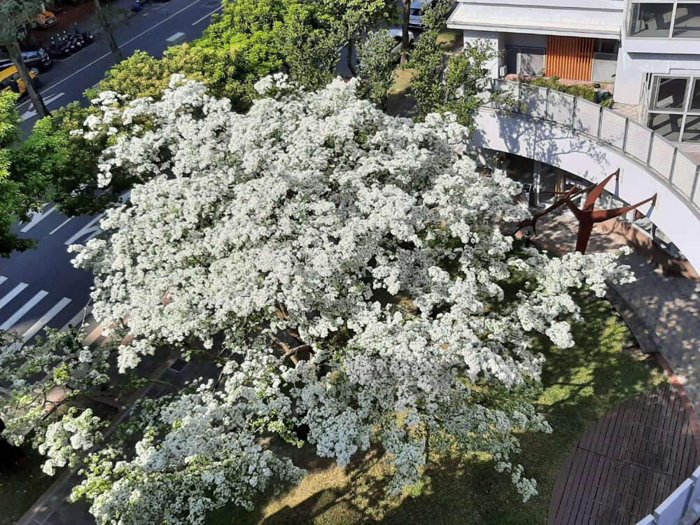 北市健康社宅流蘇遠景