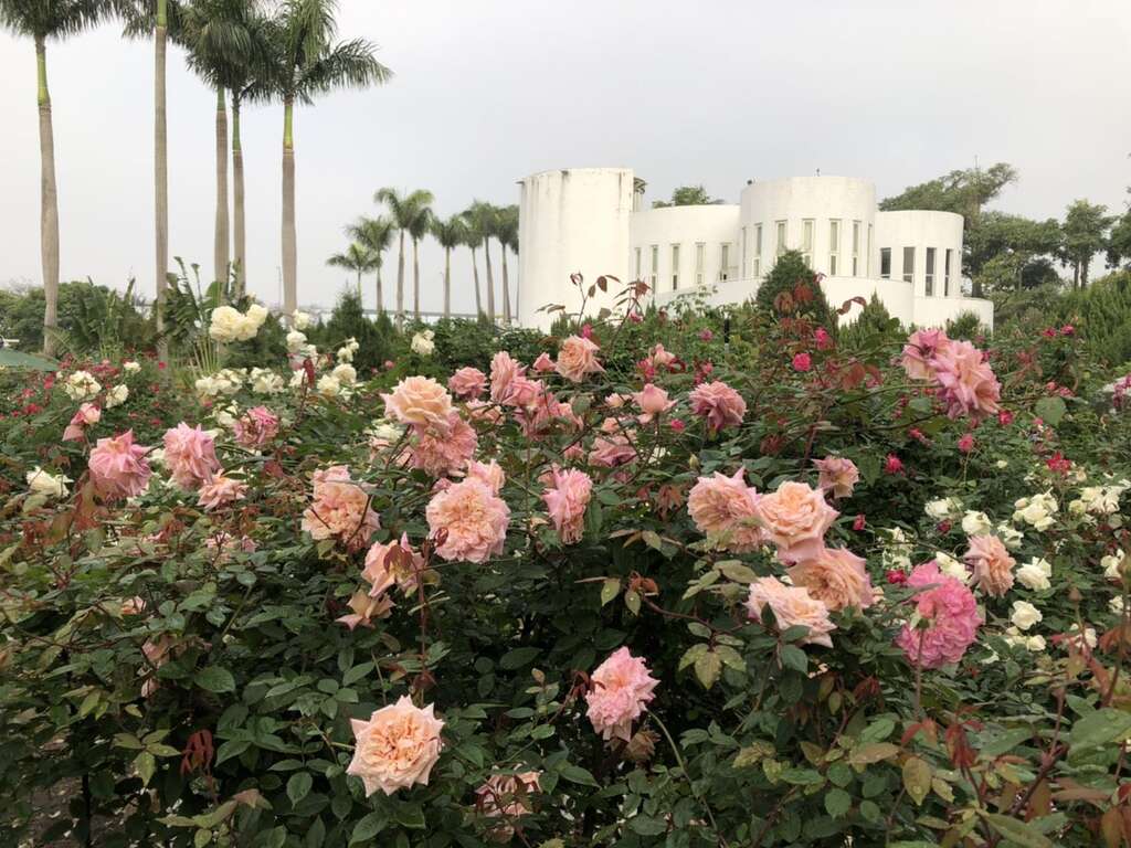 玫瑰花海区比人高的玫瑰花丛，是许多游客必拍打卡景点