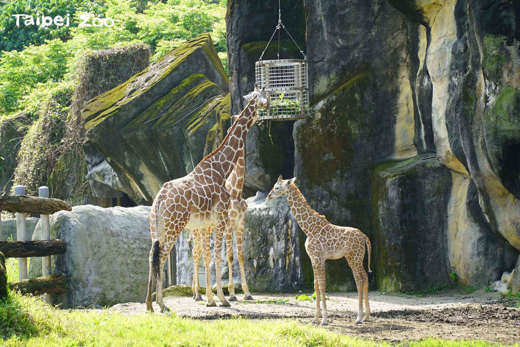 到非洲動物區記得放慢腳步，多點耐性，就有機會可以看到動物園裡身高最高的動物寶寶！