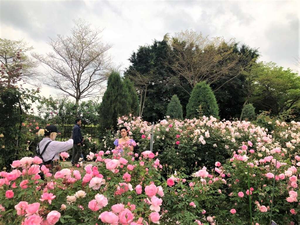 2021台北玫瑰展玫瑰盛开，成为民众拍照打卡热点。