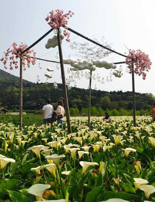 花谷海芋园