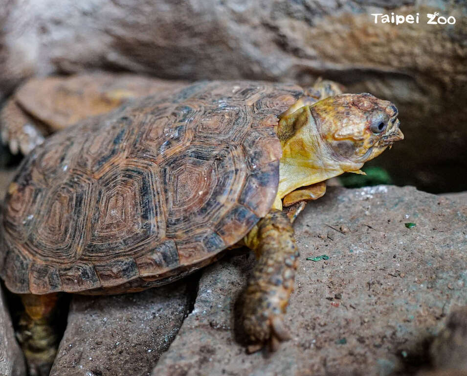 饼乾龟拥有扁平柔软的外壳，能把自己在石缝间塞好塞满