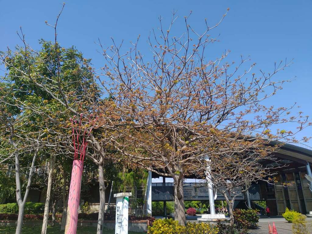 梦想馆前面就有一株盛开的掌叶苹婆树。