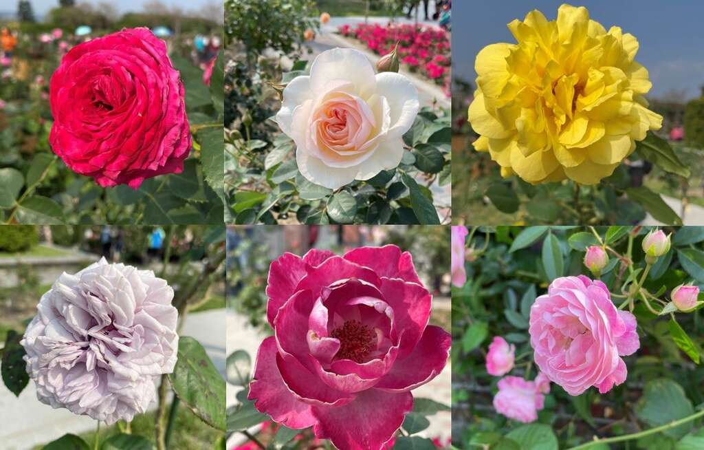 玫瑰花色缤纷丰富且多变，有红、紫、黄、粉红、橙、白及复色等色，花期主要也是以春季为主。