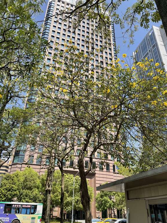 黃花風鈴木也是春天開花的樹木，其為紫葳科風鈴木屬，又名金風鈴、黃鐘木，拍攝地點為市政府週邊。