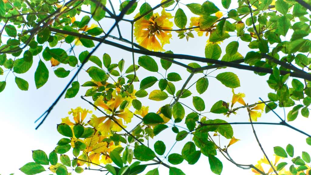 黃花風鈴木花冠呈現風鈴狀，花緣皺曲，花色鮮黃，盛開時滿樹金黃
