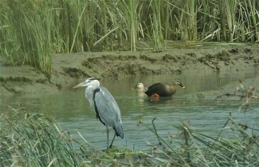 April at Huanjiang Waterfowl Nature Park: Waterfowls, Flowers, and More!
