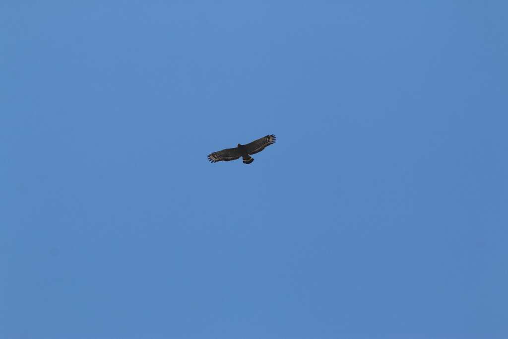 目前台湾有正式记录的猛禽超过三十种，绝大多数都是迁徙性猛禽，只有少数种类是不迁移的留鸟，如「挥～挥～挥～」叫声的大冠鹫。