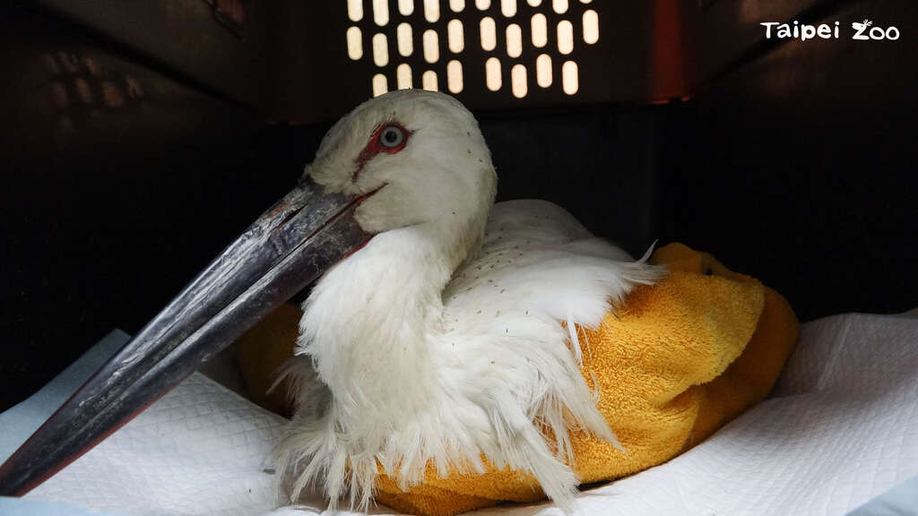 剛到動物園的東方白鸛體重只有3,315公克，體態瘦弱又有脫水的情況