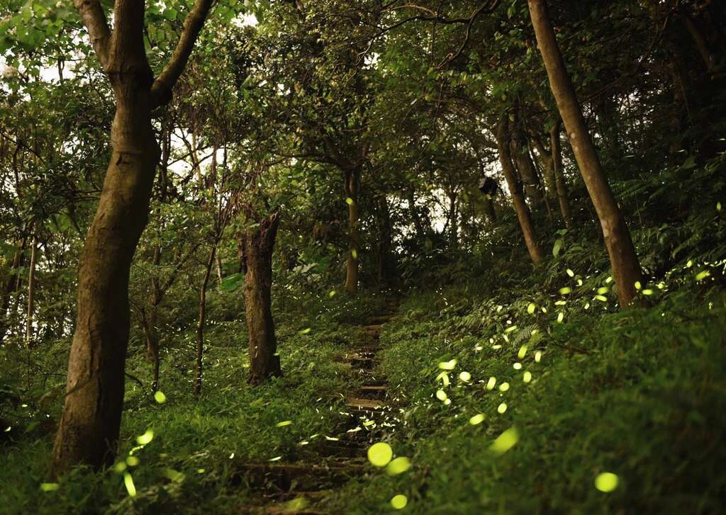 虎山螢火蟲（110年4月13日）