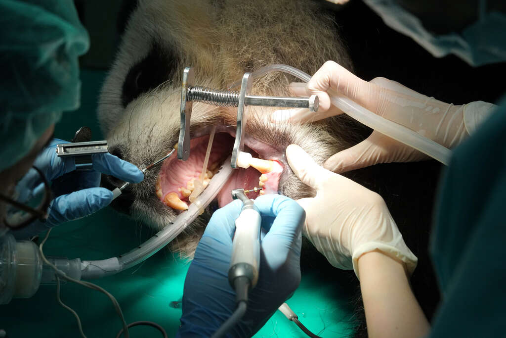 大貓熊「圓仔」看牙醫，治療牙齒斷裂問題！