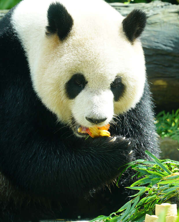 圓仔：大家都要好好保護牙齒，才能快樂地享用美食