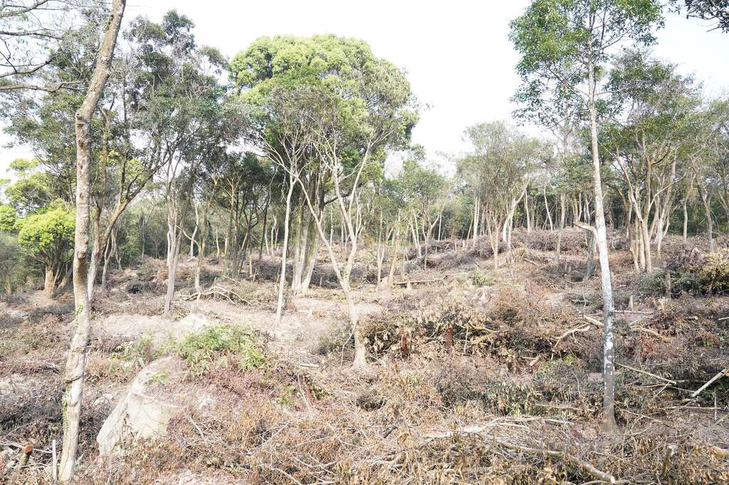 大地處與臺北市立美術館合作針對大崙尾山公有林疏伐，現場將疏伐殘材沿等高線鋪設。