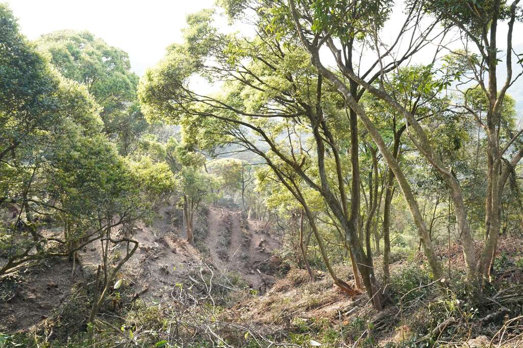 大地處與臺北市立美術館合作針對大崙尾山公有林疏伐，並保留較大徑級的原生樹木。