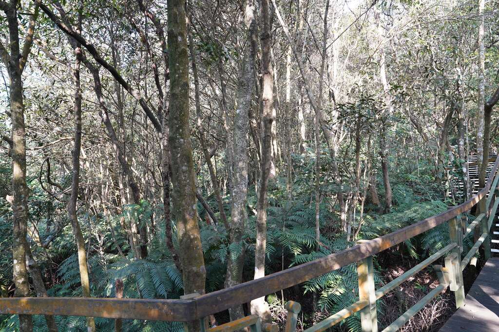 臺北市大崙頭山未經整理的人工林演變之次生林相，林木多瘦小孱弱。