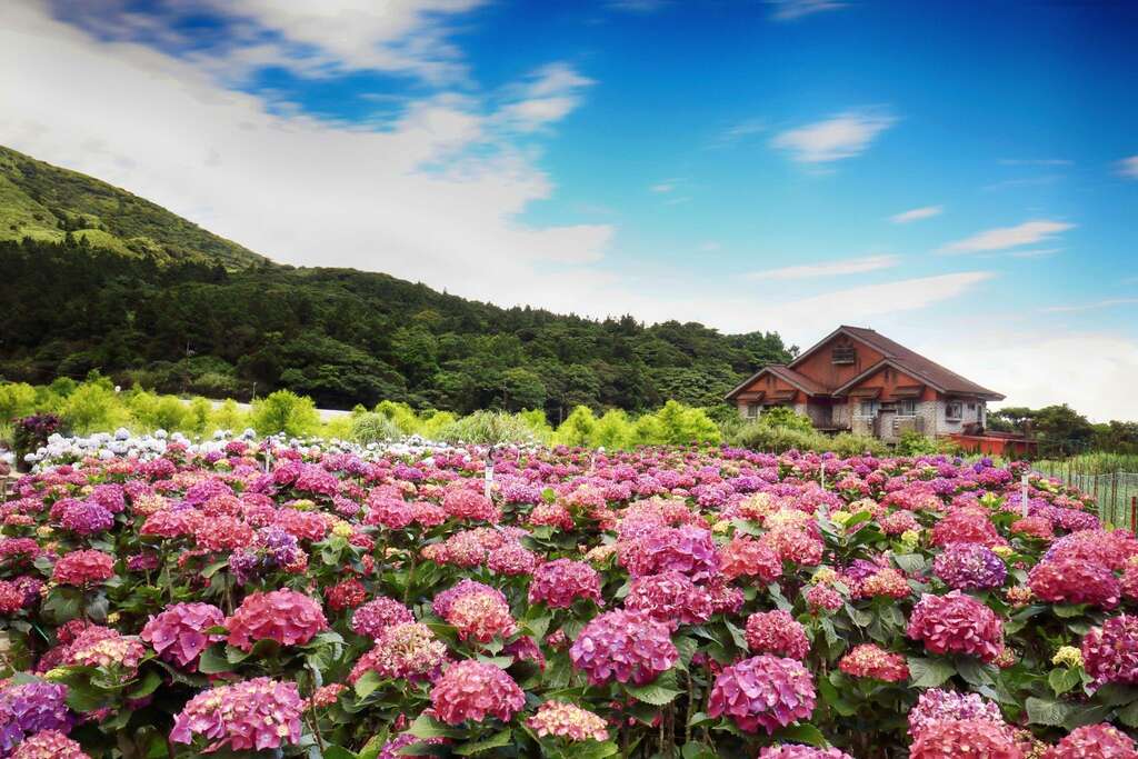 遍野的繡球花