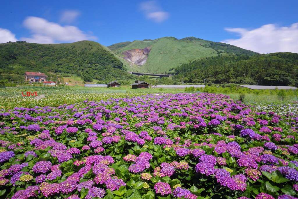 竹子湖繡球花