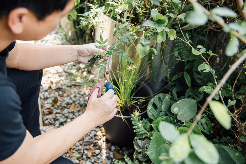 具有蔓延特性的植物能營造大面積的綠意，但還是需要適時修剪，才不會顯得雜亂。（攝影／林冠良）