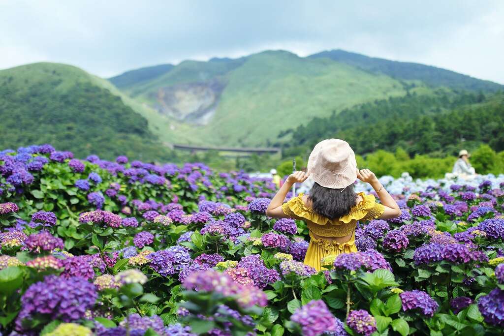 花谷-绣球花田