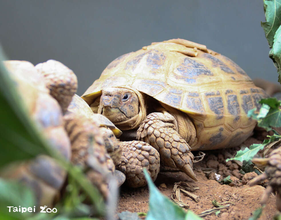 每年到了繁殖季节时，经过陆龟们的活动场，却不时可以听见一些特别的声音（四爪陆龟）