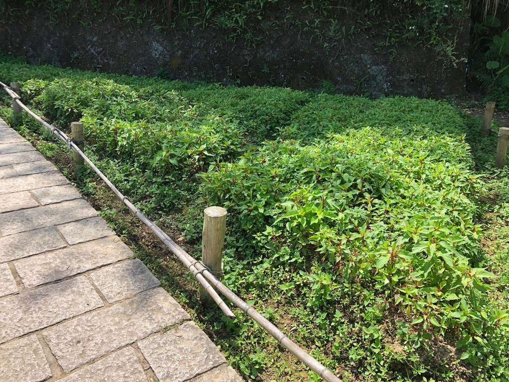 樟樹步道-羽狀雞冠花