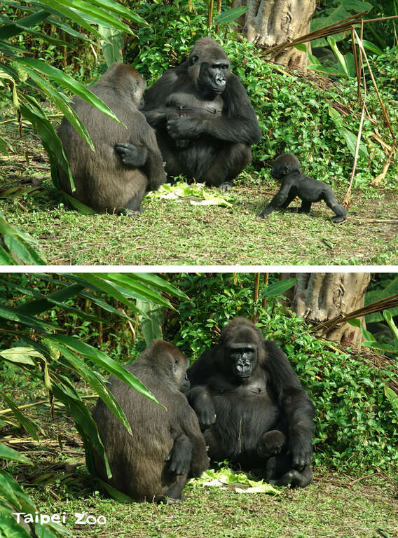 Jabali：都没有人要陪我玩！Iriki：你乖乖，阿姨陪你玩，让妈妈休息一下！