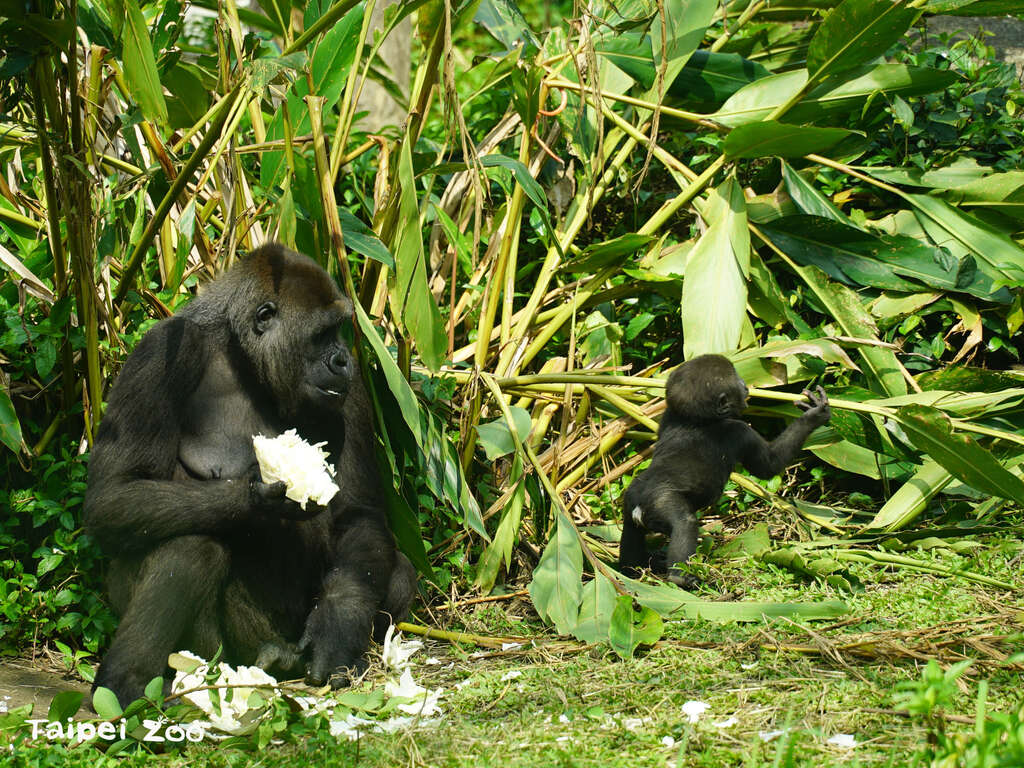 7个月大的金刚猩猩宝宝「Jabali」也开始攀折和啃咬各式植栽