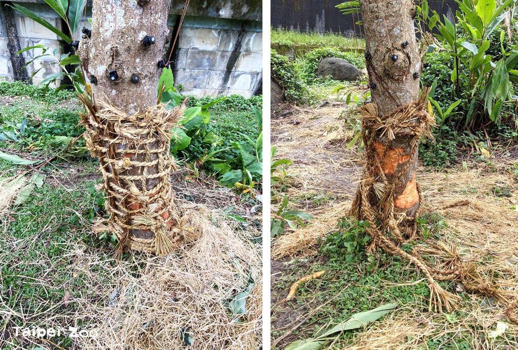 保育員辛辛苦苦用草繩綑紮樹幹的方式，短短兩天就被拆解（左：陳易瑩攝、右：余姿嬅攝）