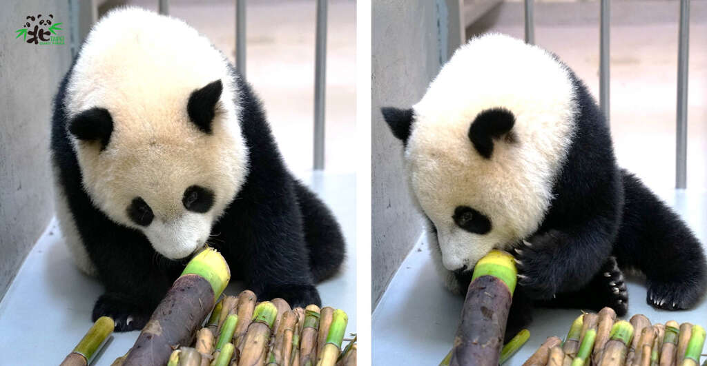 圆宝：要挑哪一个笋好呢？大的看起来很可口