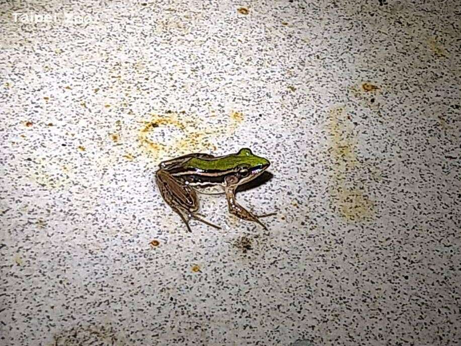 动物内栏舍也有发现台北赤蛙的踪迹