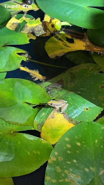 台北赤蛙栖息在平地到浅山的水田、草泽及埤塘