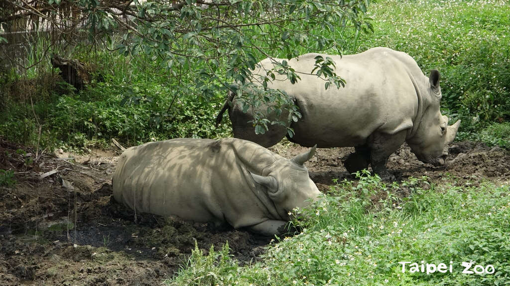 犀牛非常喜欢泥巴浴，牠们会将肚子贴在泥地上散热