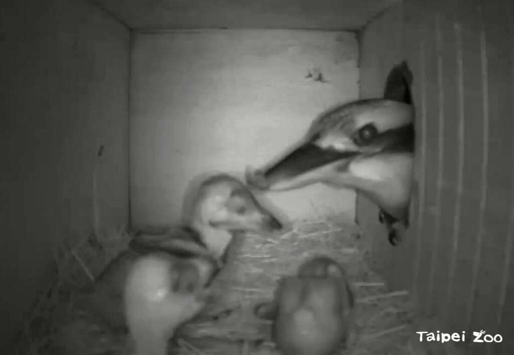 鸟爸妈会轮流叨食物回巢箱喂养三只小宝宝