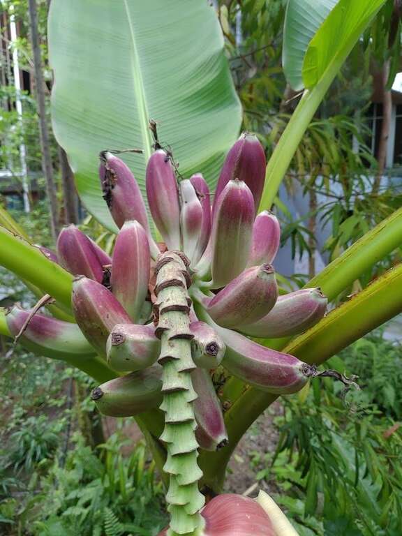 臺灣芭蕉果實 陳坤燦圖片提供