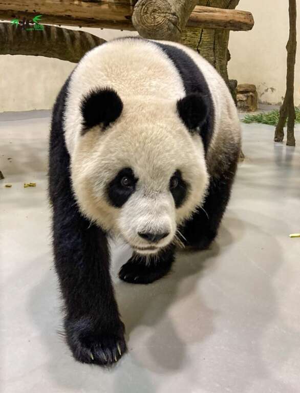 7月4日中午12時起，在臺北市立動物園facebook也將推出「圓仔」8歲生日系列活動，請大家走過、路過可千萬別錯過囉！