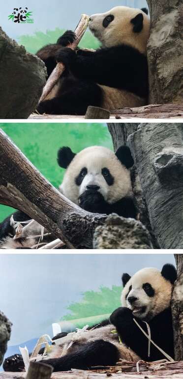 「台北市立動物園」オンラインで動物の近況を報告