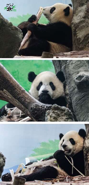 타이베이시립동물원 동물근황 온라인참관