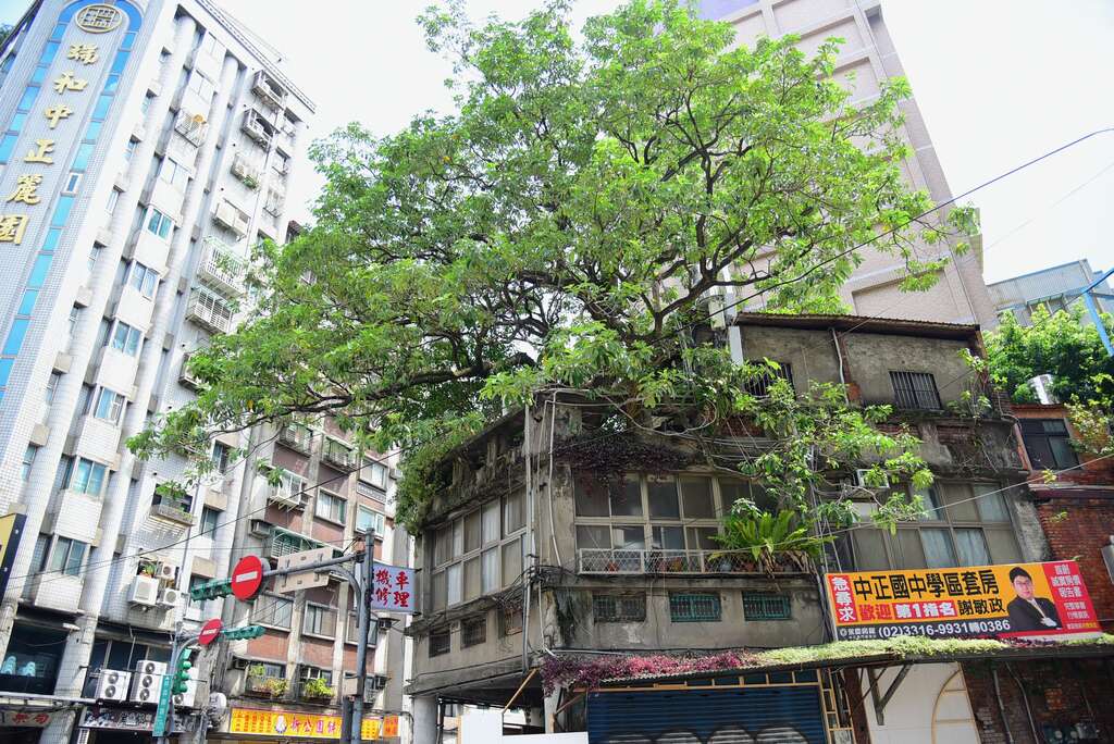 黑板树自屋顶上延伸开展，整间屋子被绿荫遮蔽。