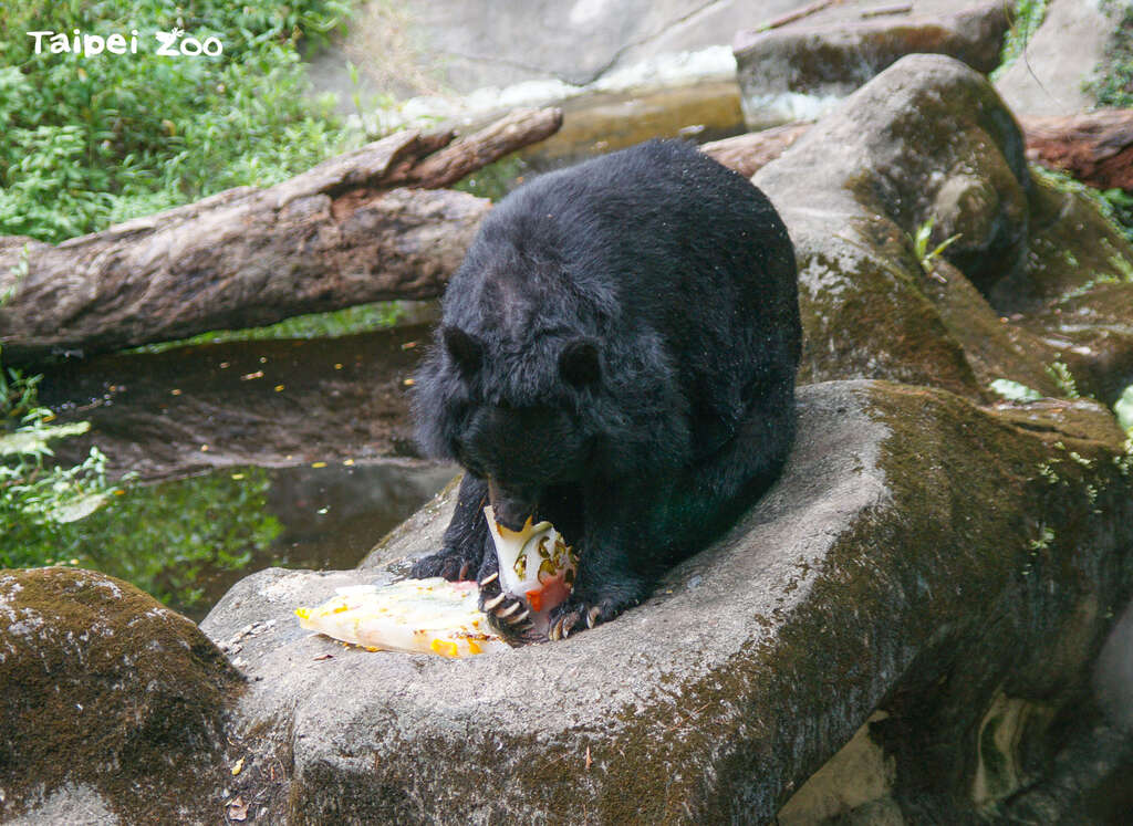 台北市立動物園 野菜/果物の国旗アイスで感謝を