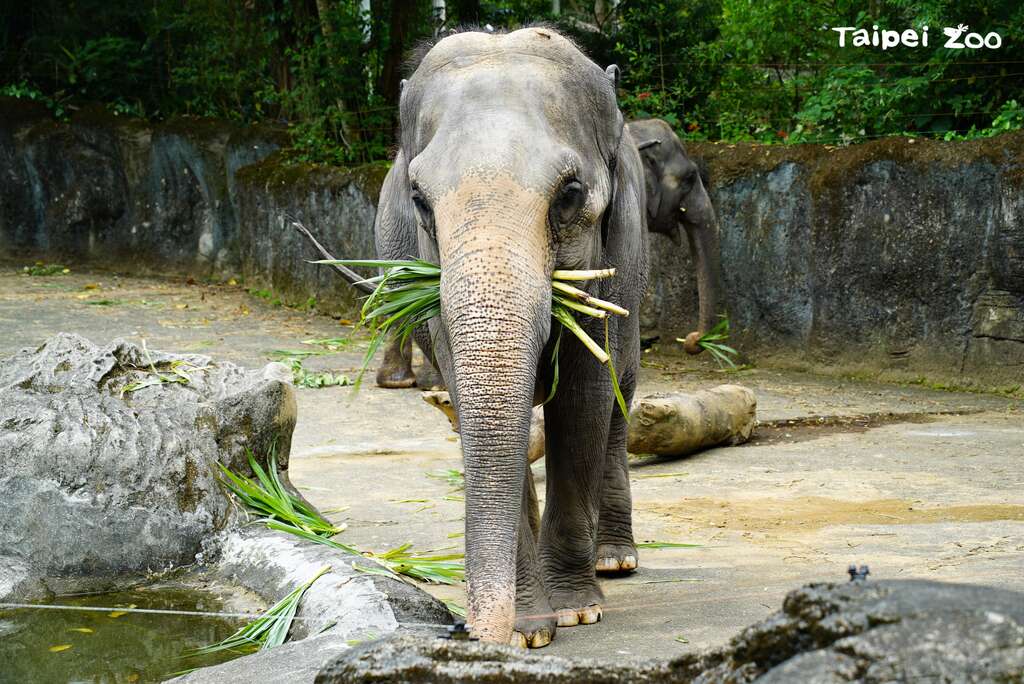 亚洲象：封园77天的动物园终於要在8月1日(日)重新和大家见面了!