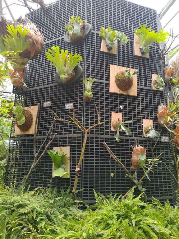 臺北典藏植物園附生植物區的明星植物-鹿角蕨